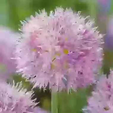 Carolinianum Rosy Dream